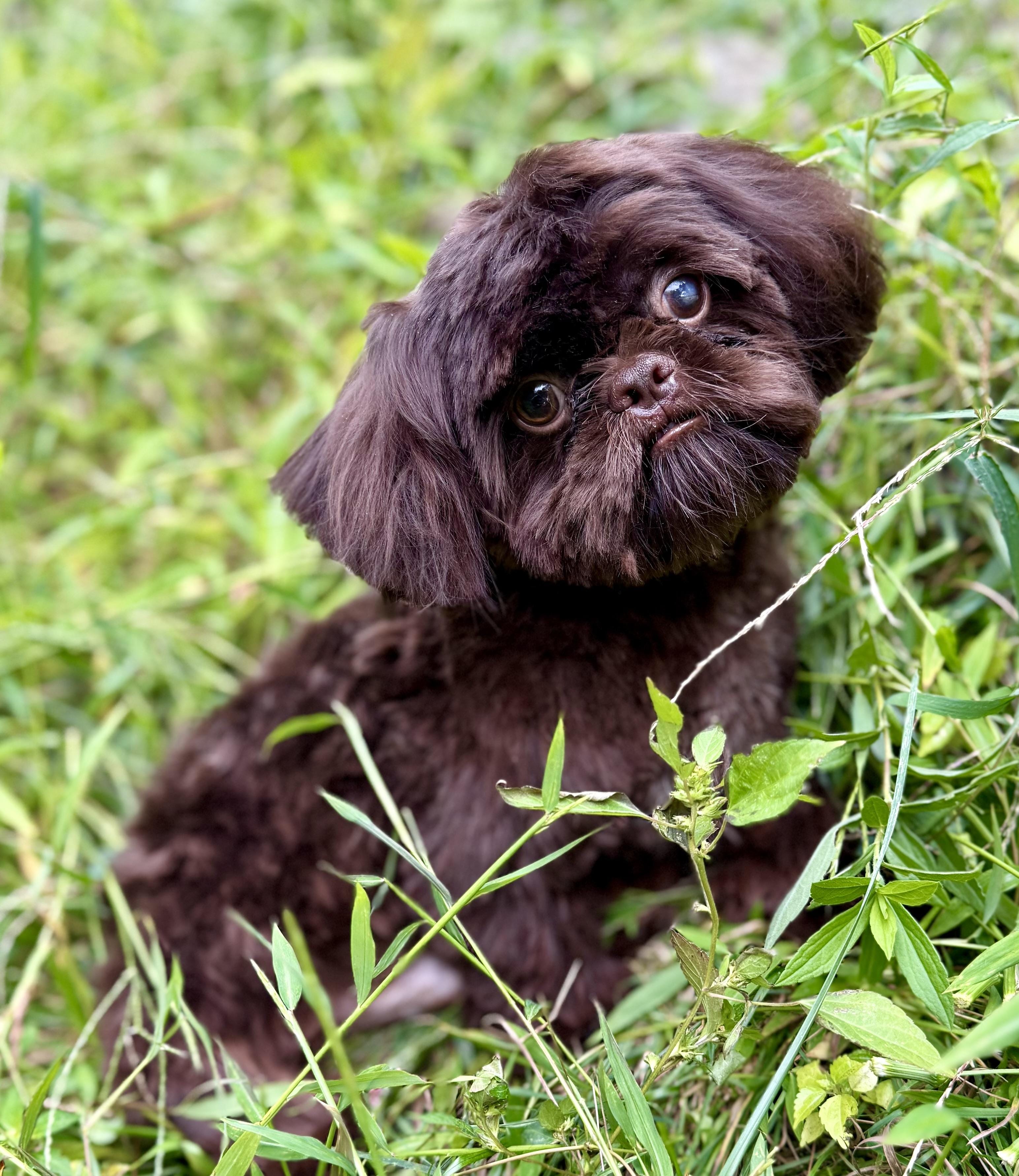 animal-shelters-near-me-find-paw-pal