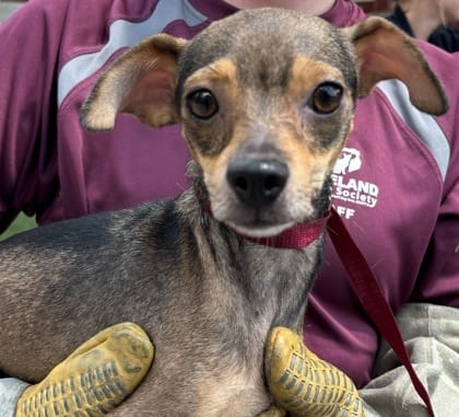 Adopt Phoebe Today - Find Paw Pal