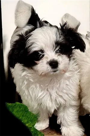 Travis-Tiny Maltipoo Puppy!