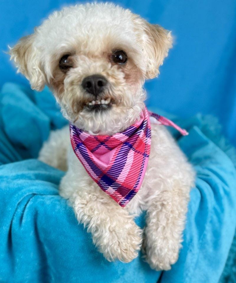 Schnauzer Poodle Mix vs. Purebred: Which Is Right for You?