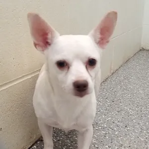 Casper