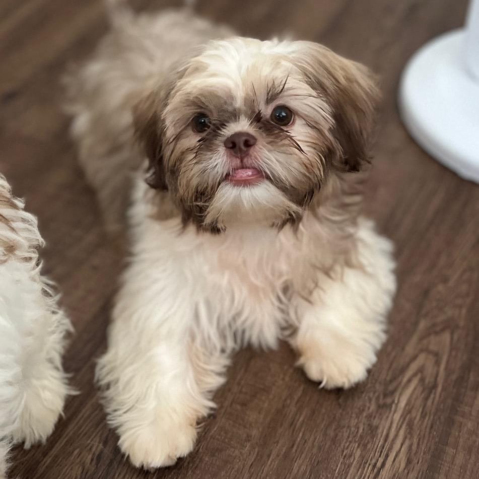 Adopt Baby Ruth Today - Pets TheCountyOffice