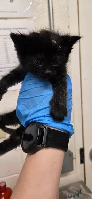 Bat