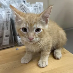 LEONIDAS