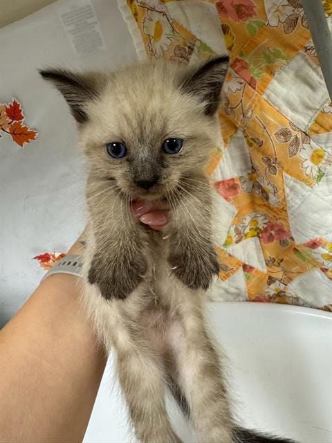 Adopt MINNIE Today - Pets TheCountyOffice