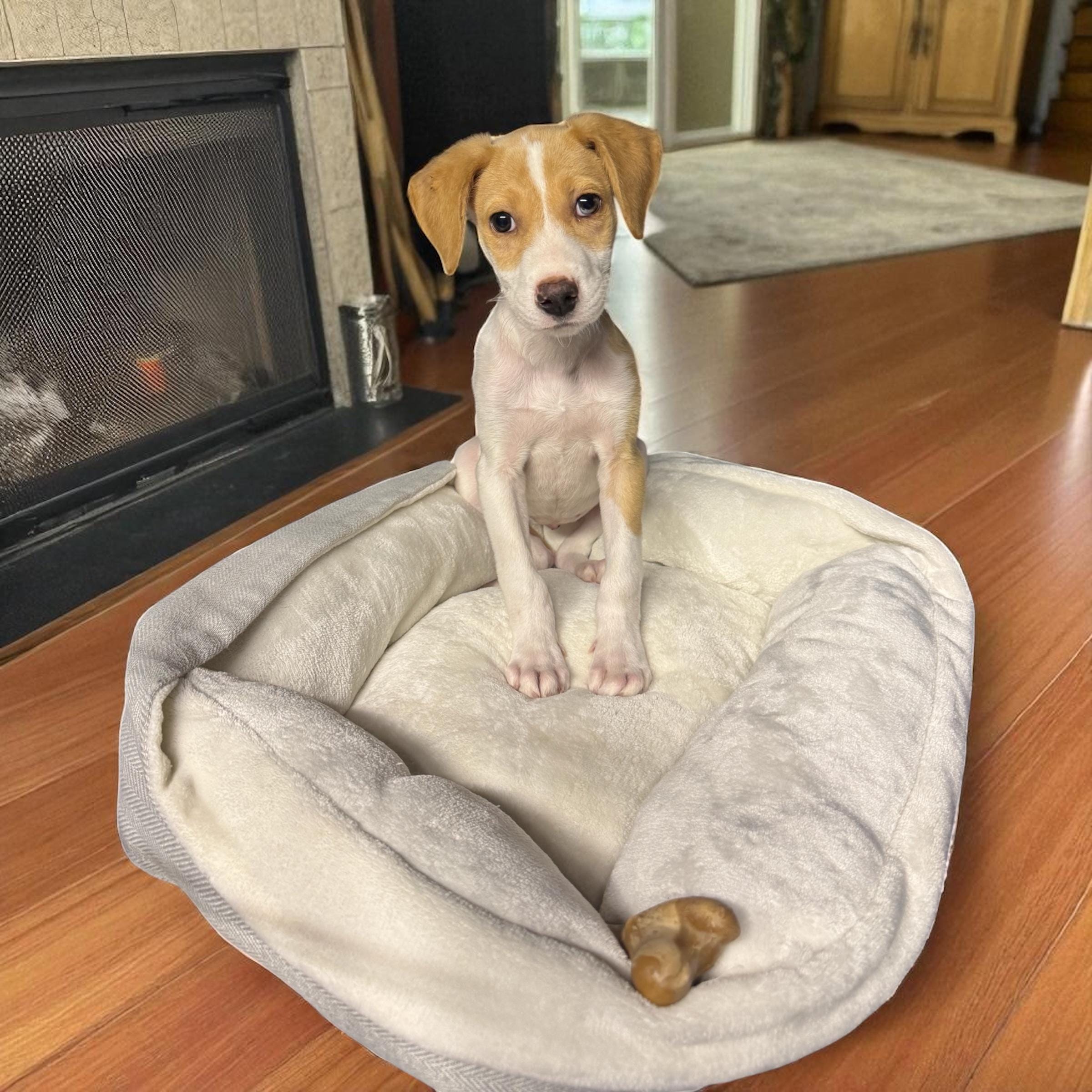 Adopt September Today - Pets TheCountyOffice