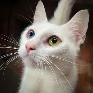 Zuri