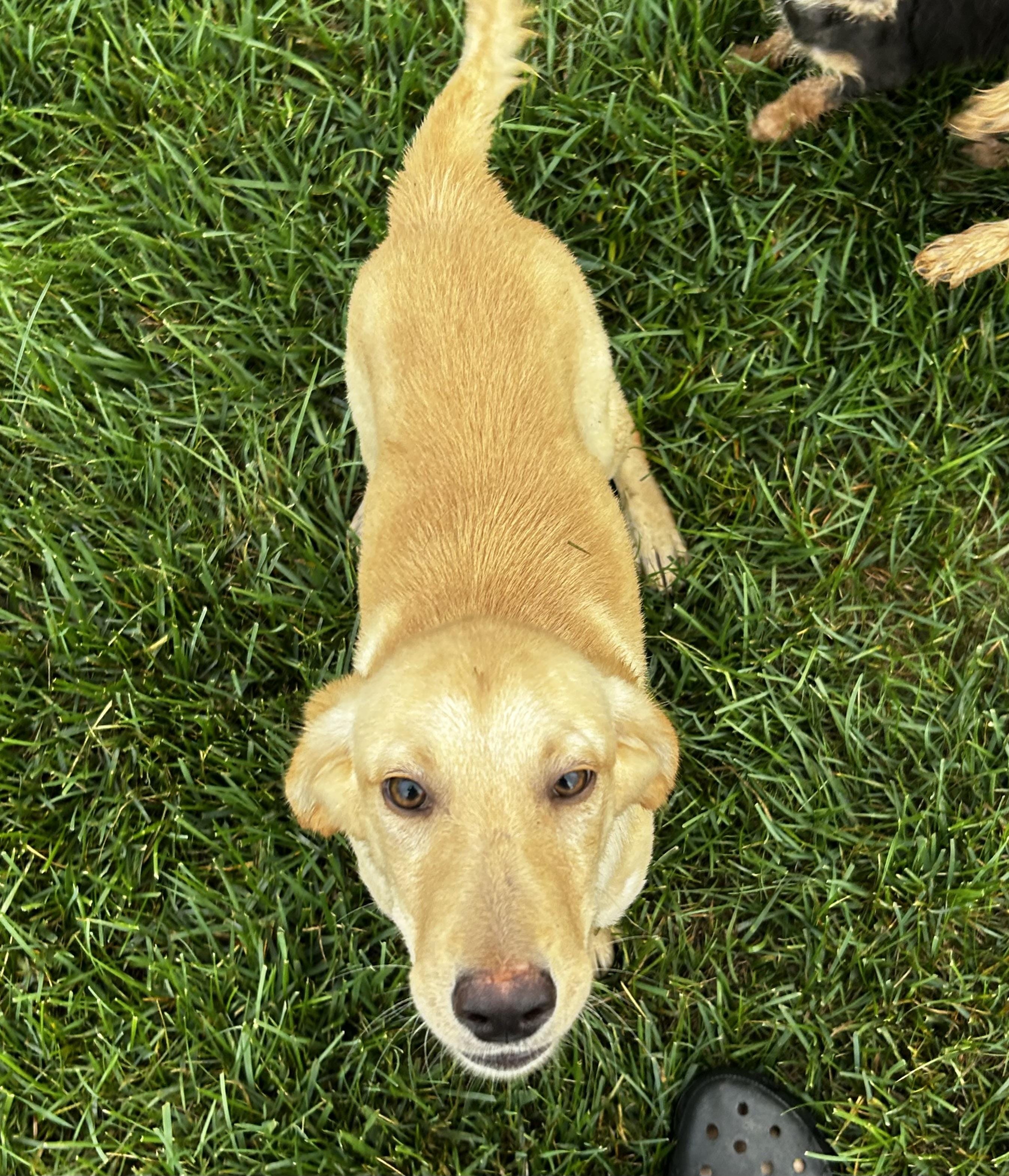 Adopt Sawyer Today Pets TheCountyOffice adopt-sawyer-today-pets-thecountyoffice