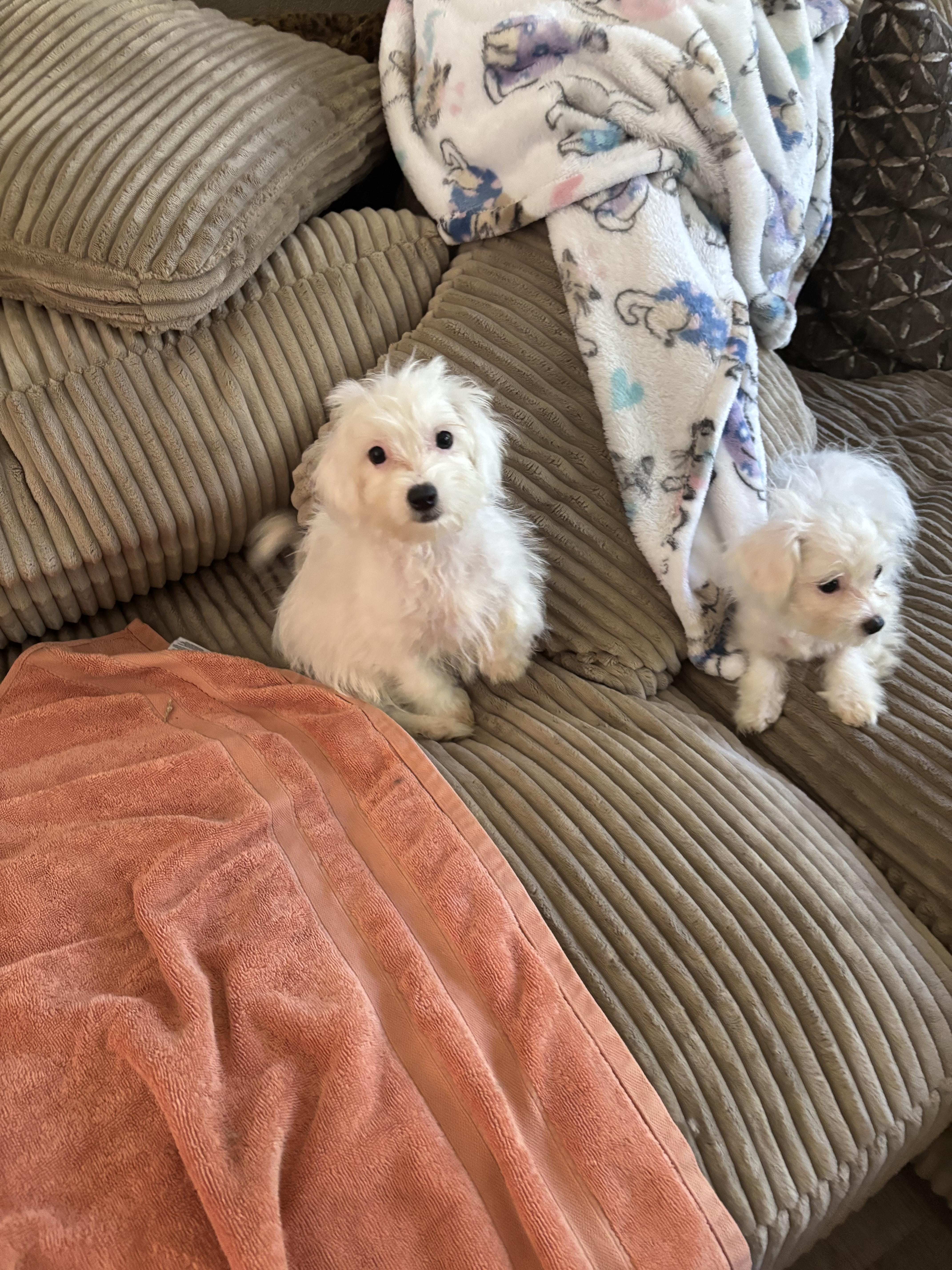Adopt Maltese/Poodle puppies!!! Today - Find Paw Pal