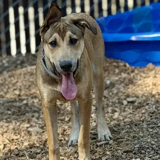 Petey- Gentle Pup