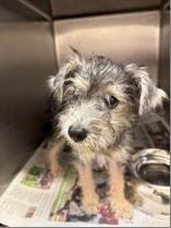 Adopt Jamie Fox Today - Pets TheCountyOffice