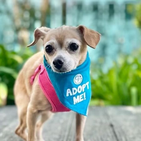 Adopt Grandma Puppy Today - Find Paw Pal