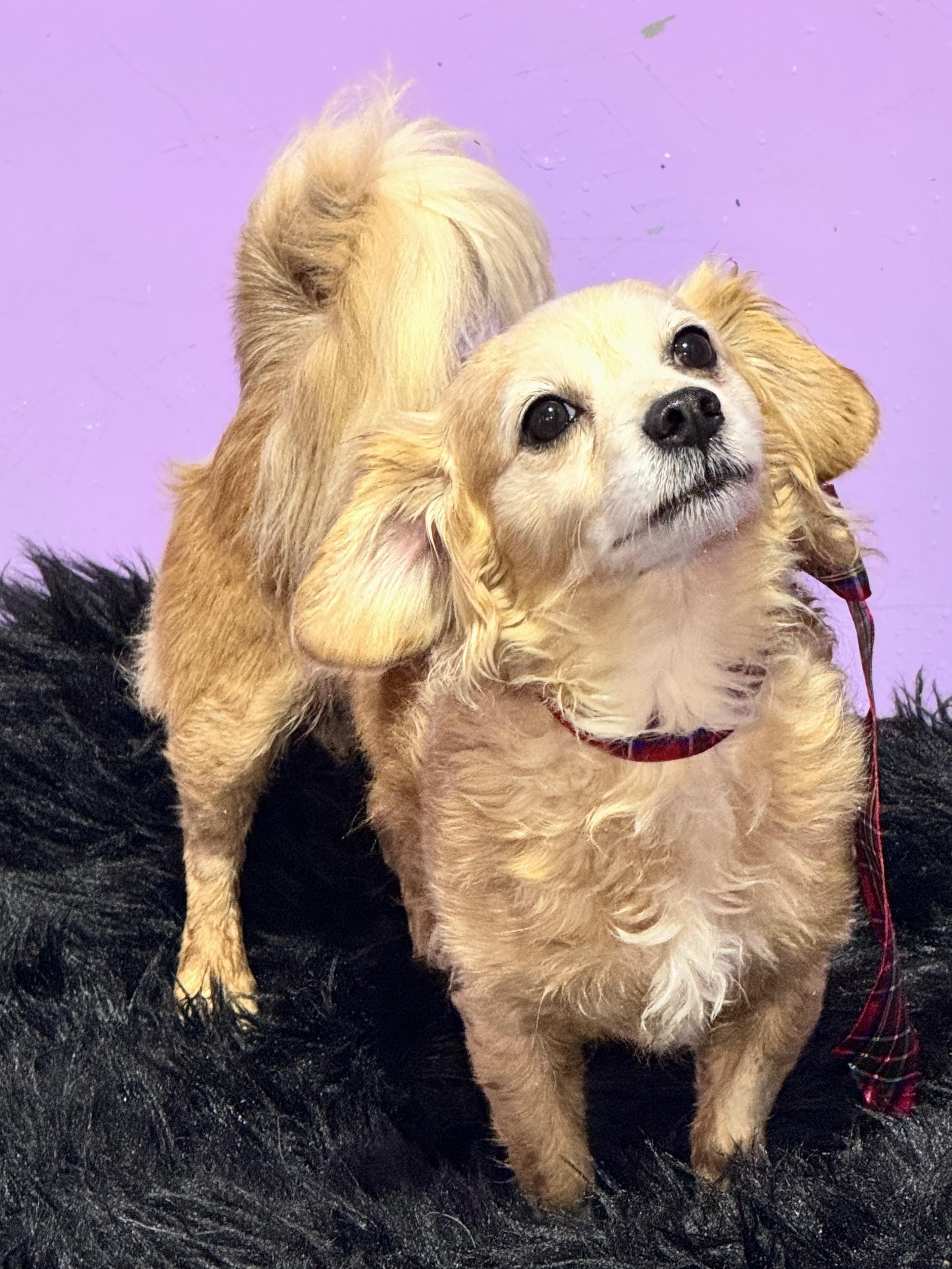 Adopt FRISKY Today - Pets TheCountyOffice