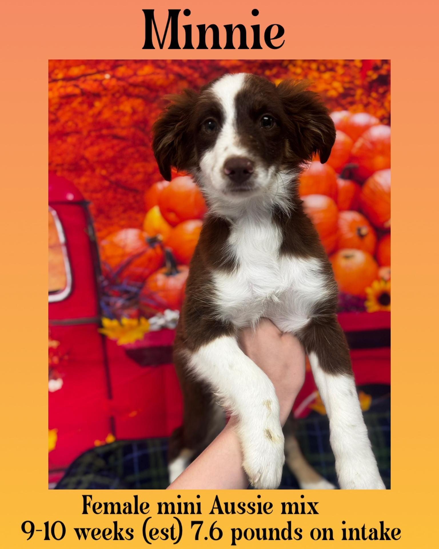 Adopt Minnie Today - Pets TheCountyOffice