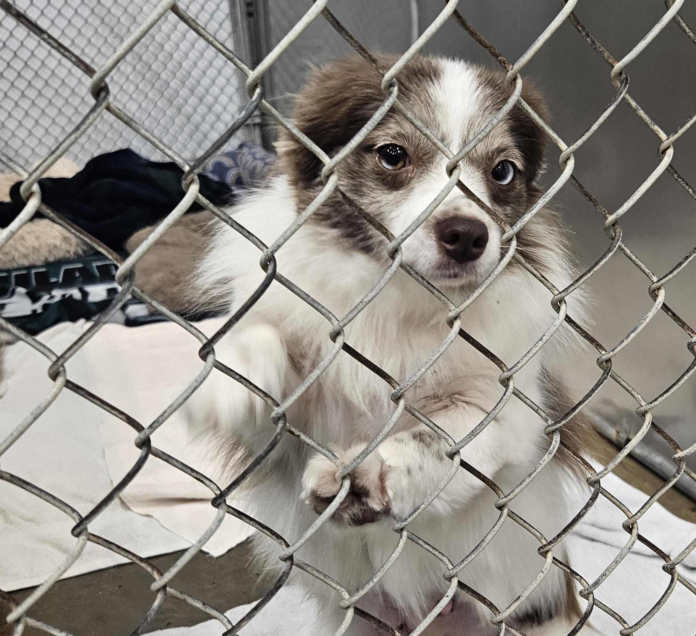 Adopt Tammy Today - Find Paw Pal