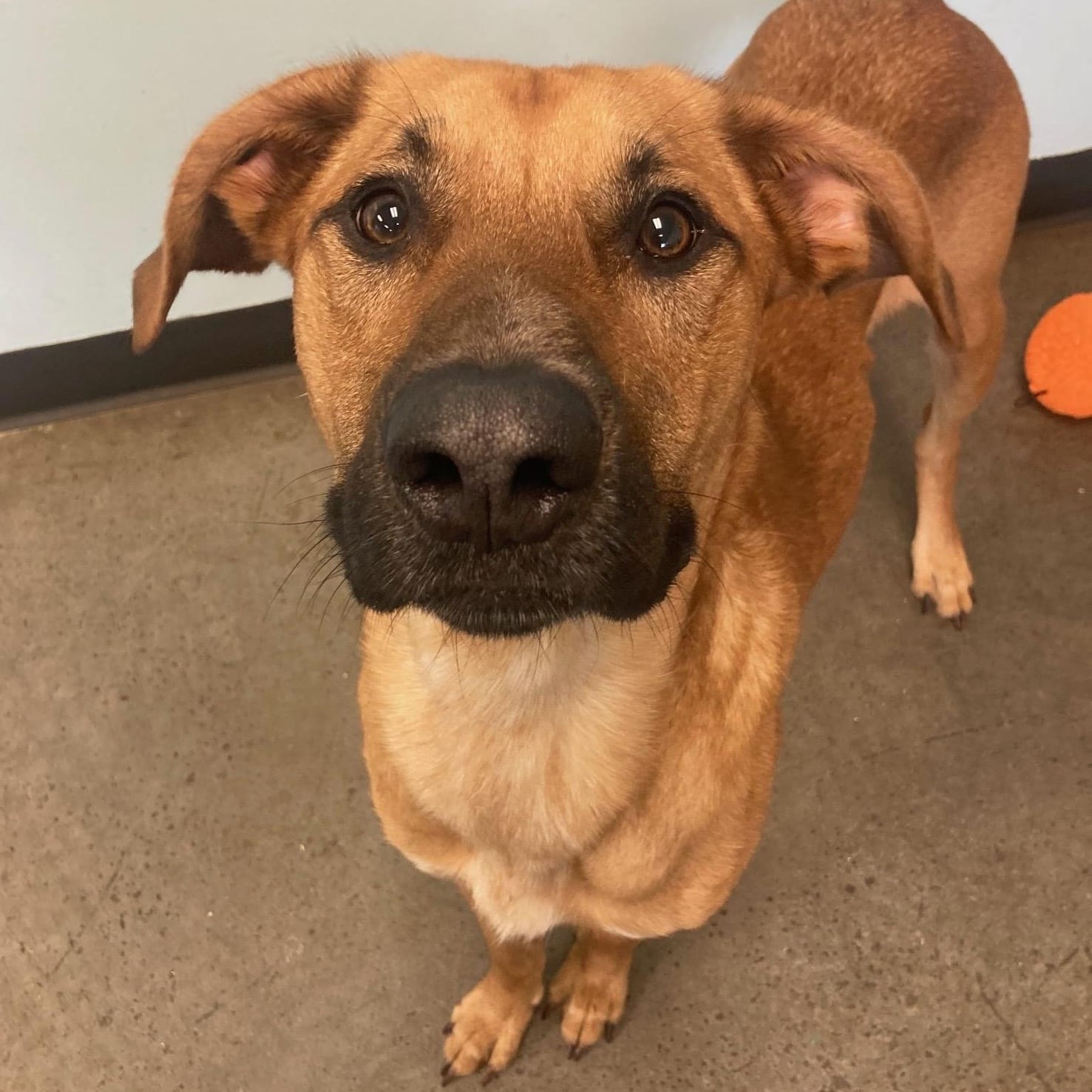 humane-society-near-me-find-paw-pal