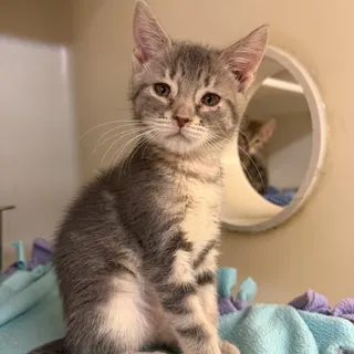 Cassidy