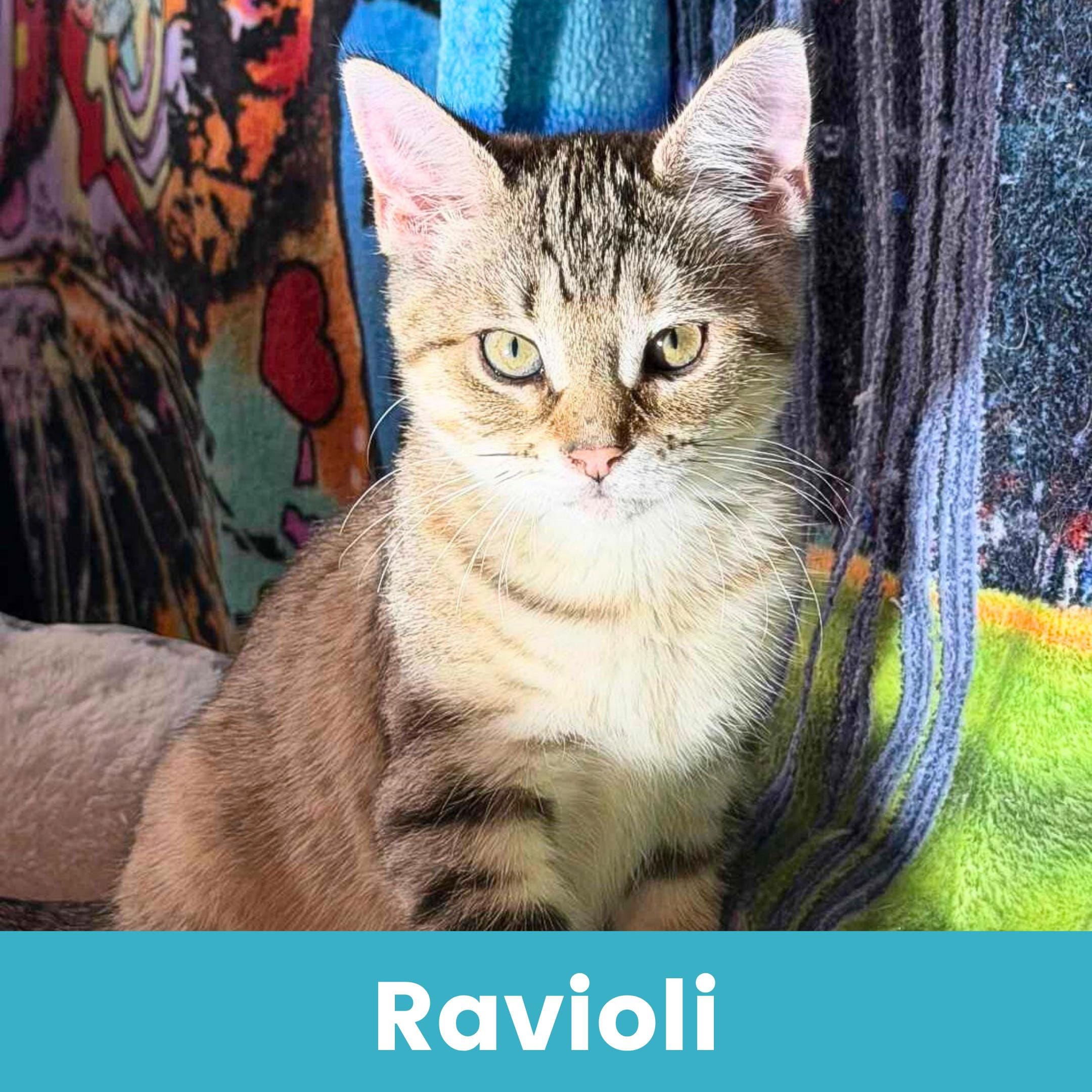Adopt Ravioli Today - Find Paw Pal