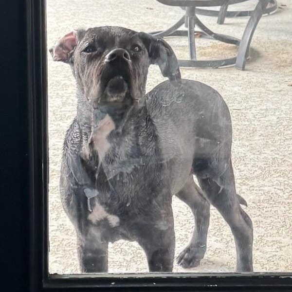 Adopt Archie goofy family lab Today - Find Paw Pal