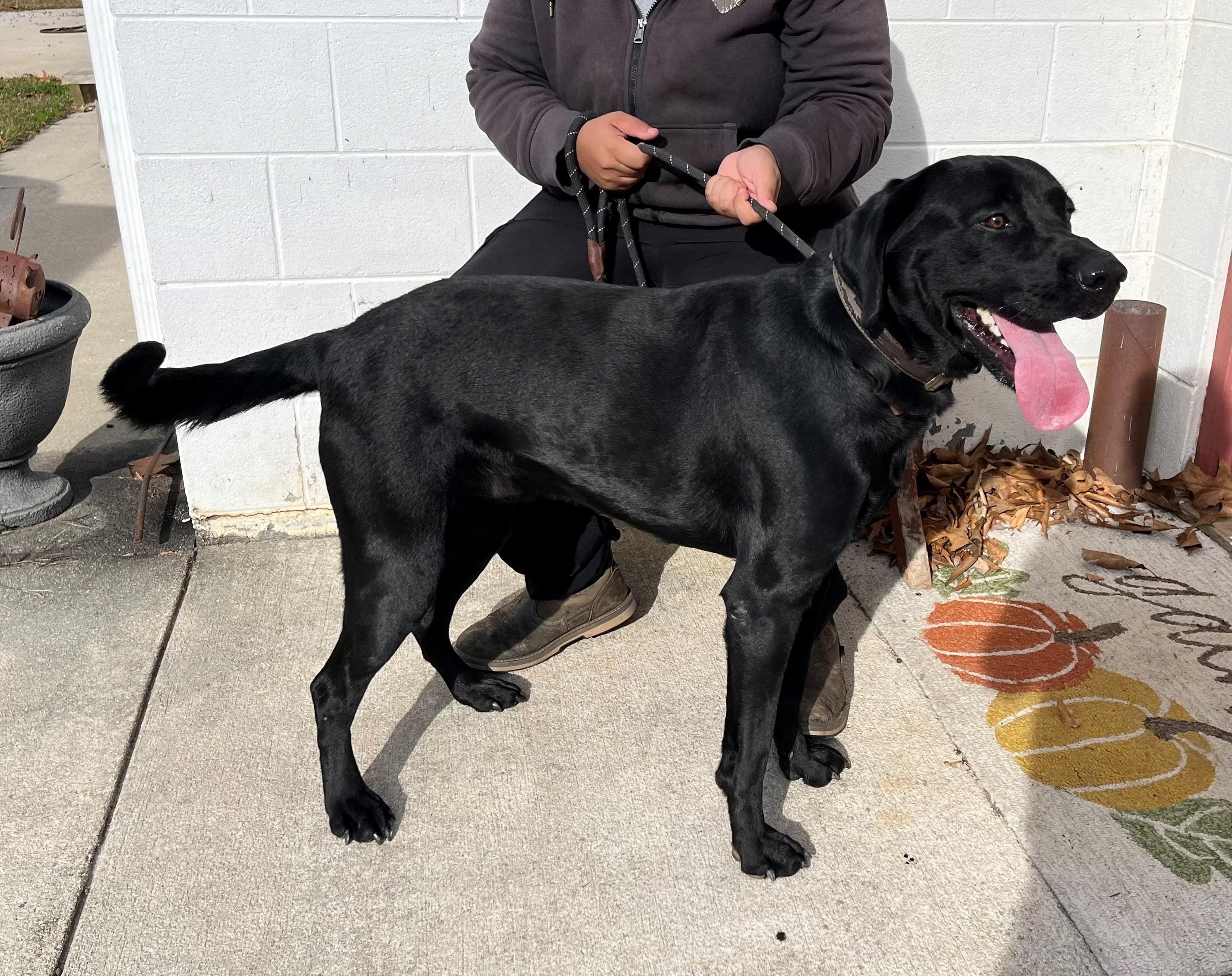 Adopt Tex Gorgeous Lab Boy 70 Pounds 1 year Old Total Labby boy! Today ...