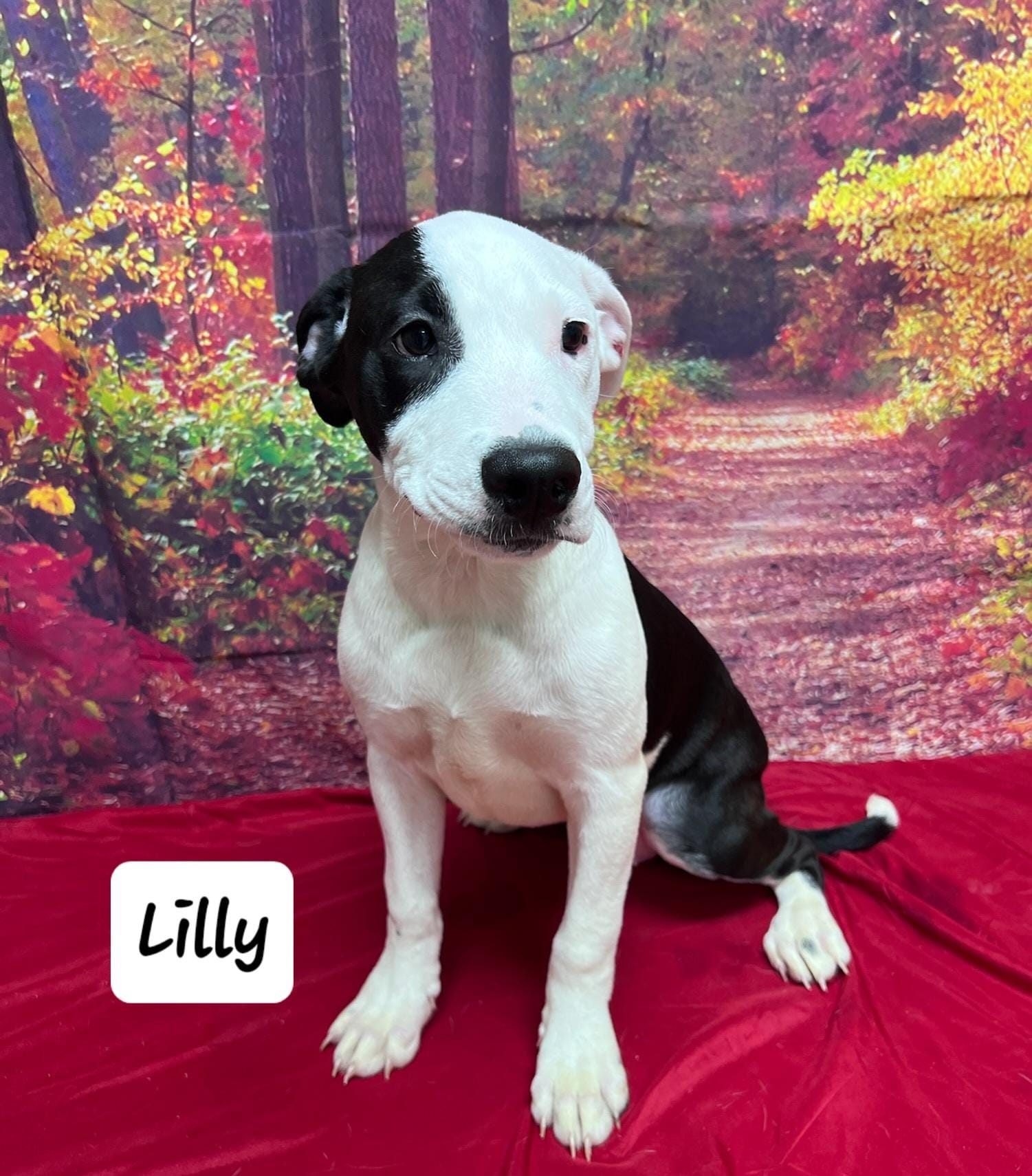 Adopt Lilly Today - Find Paw Pal