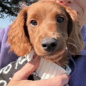 Simba- no longer accepting applications