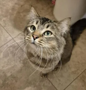 Oliver 5