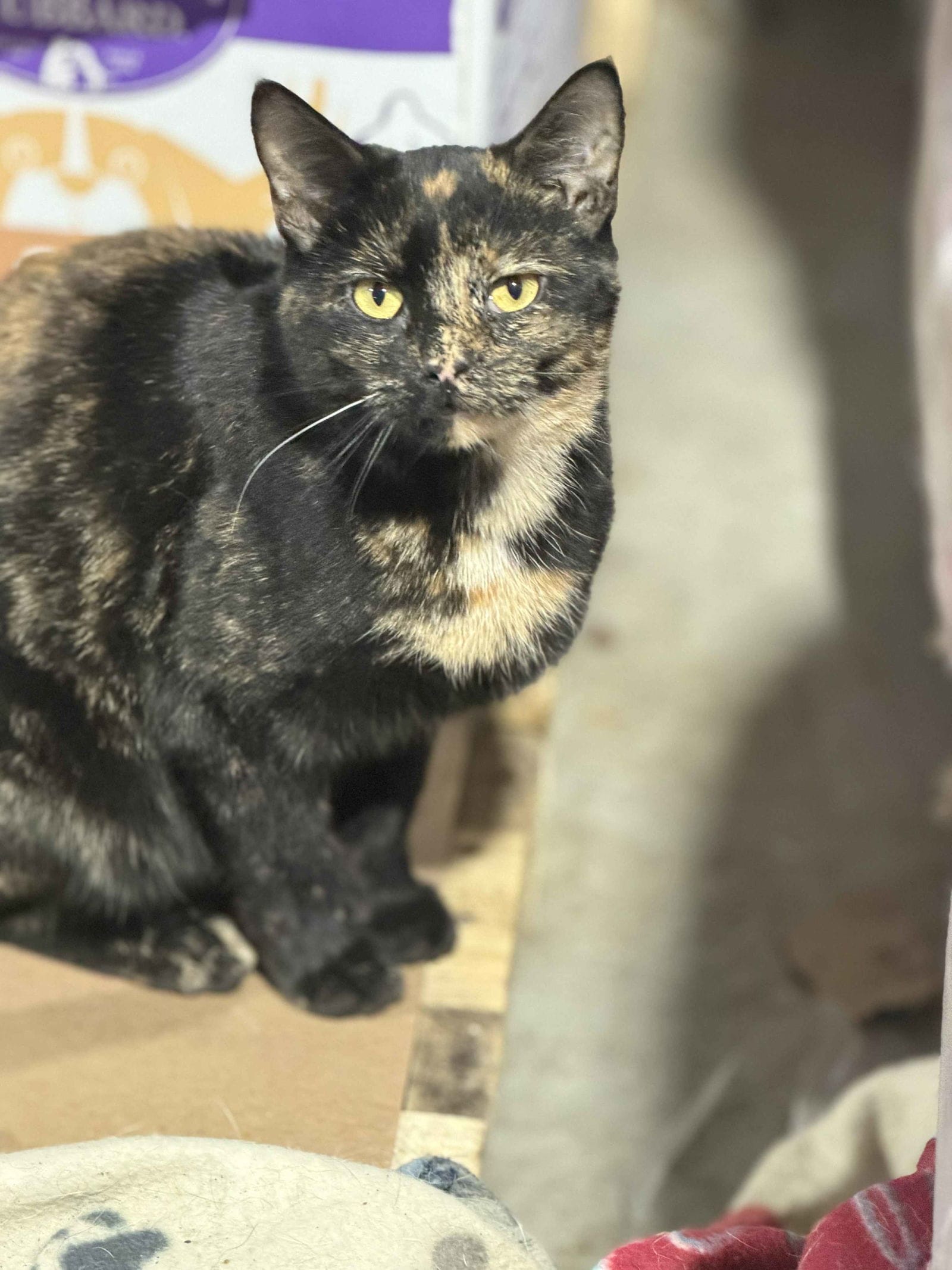 Adopt Alisha Today Pets TheCountyOffice