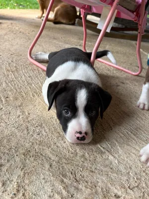 Elmer