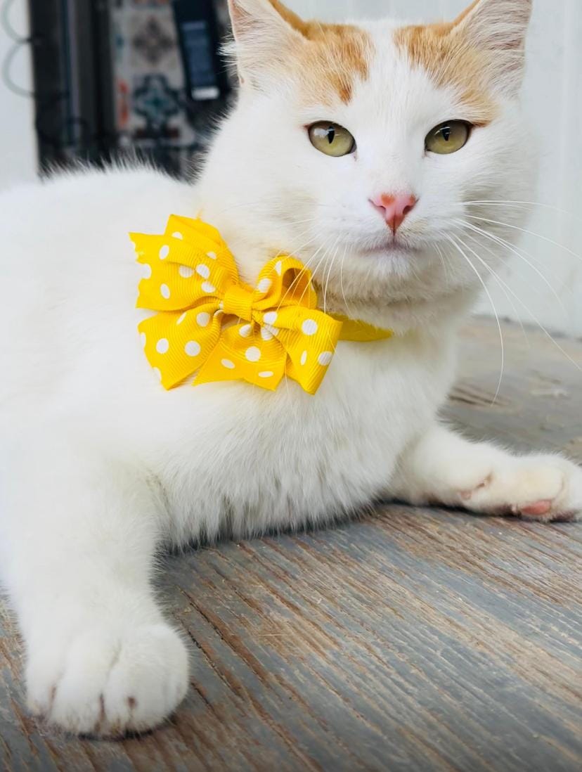 Nara, the Sweetest Cuddle Angel