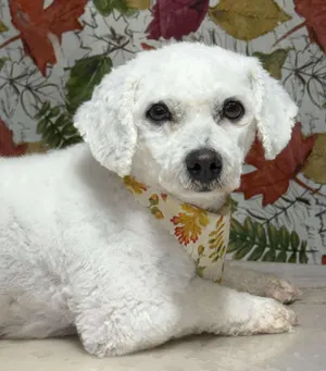 Snowball