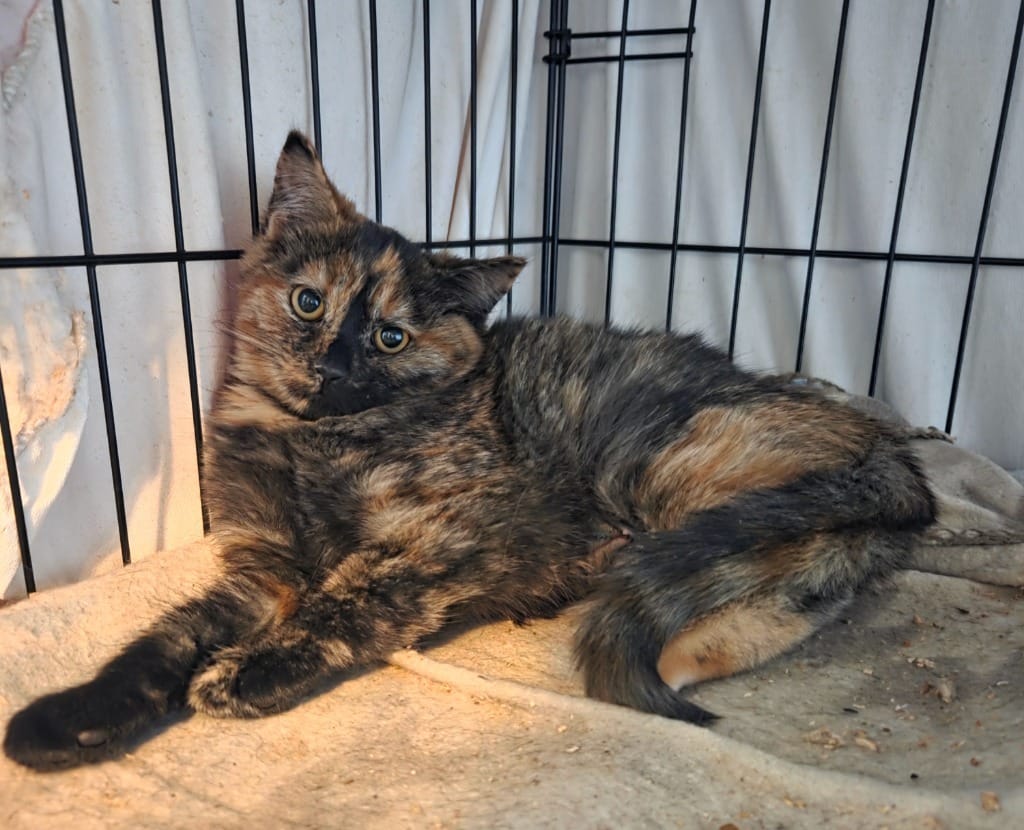 Disney Animal Kingdom (Disney)