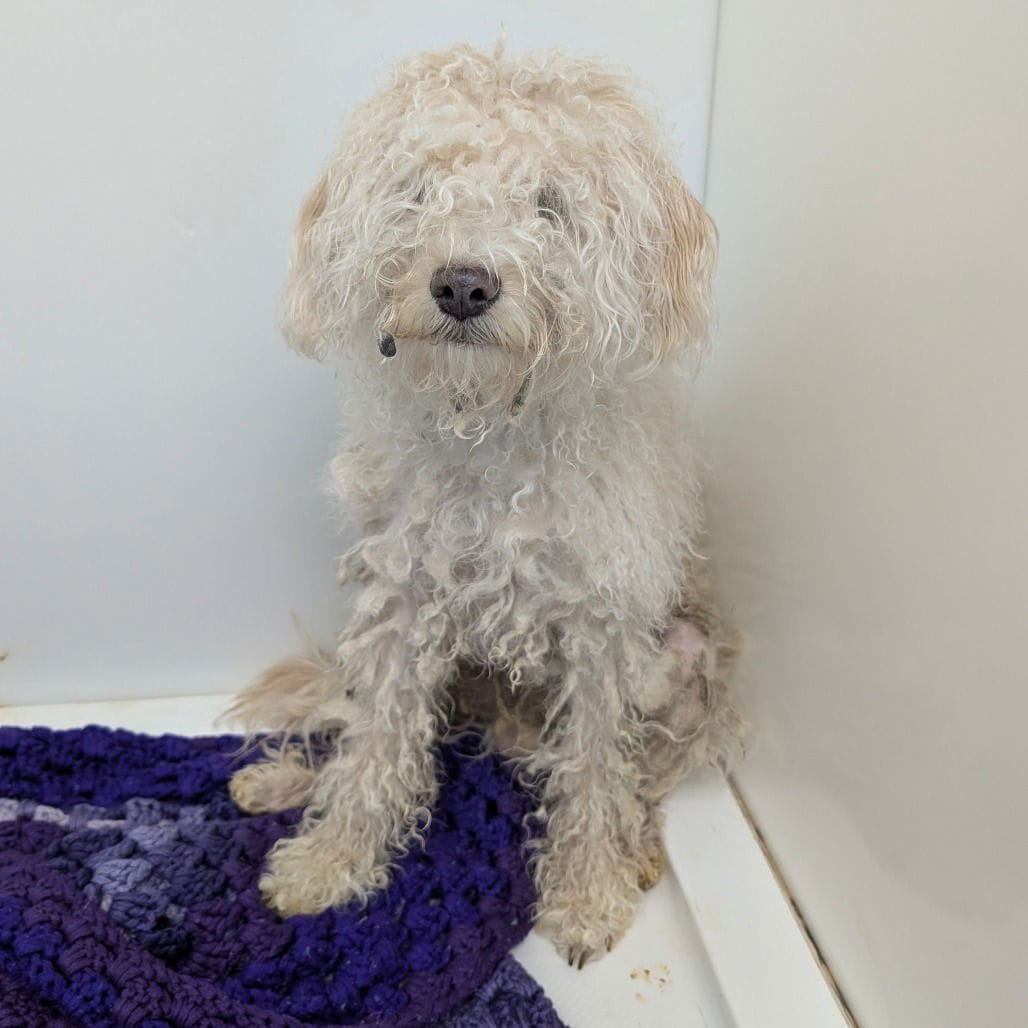 Adopt PUFFLE Today - Find Paw Pal