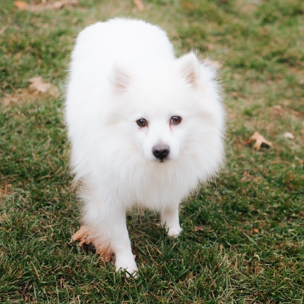 Adopt Rable Rouzer Today - Pets TheCountyOffice