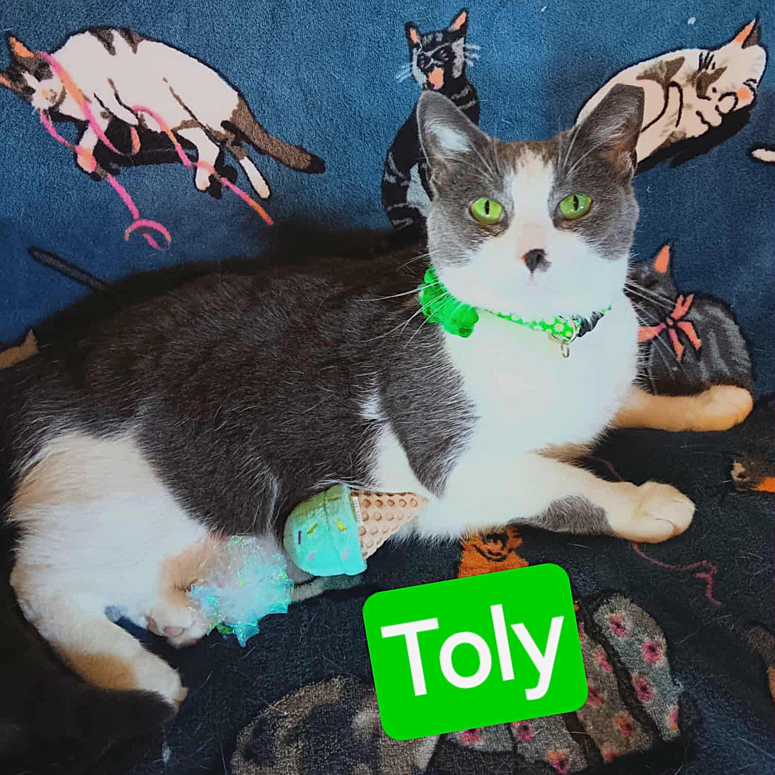 Toly
