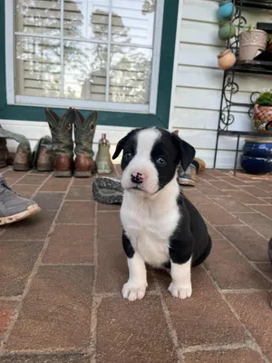 Eloise