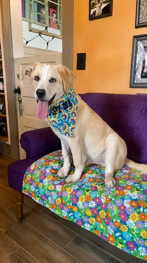 Finnegan Lonestar
