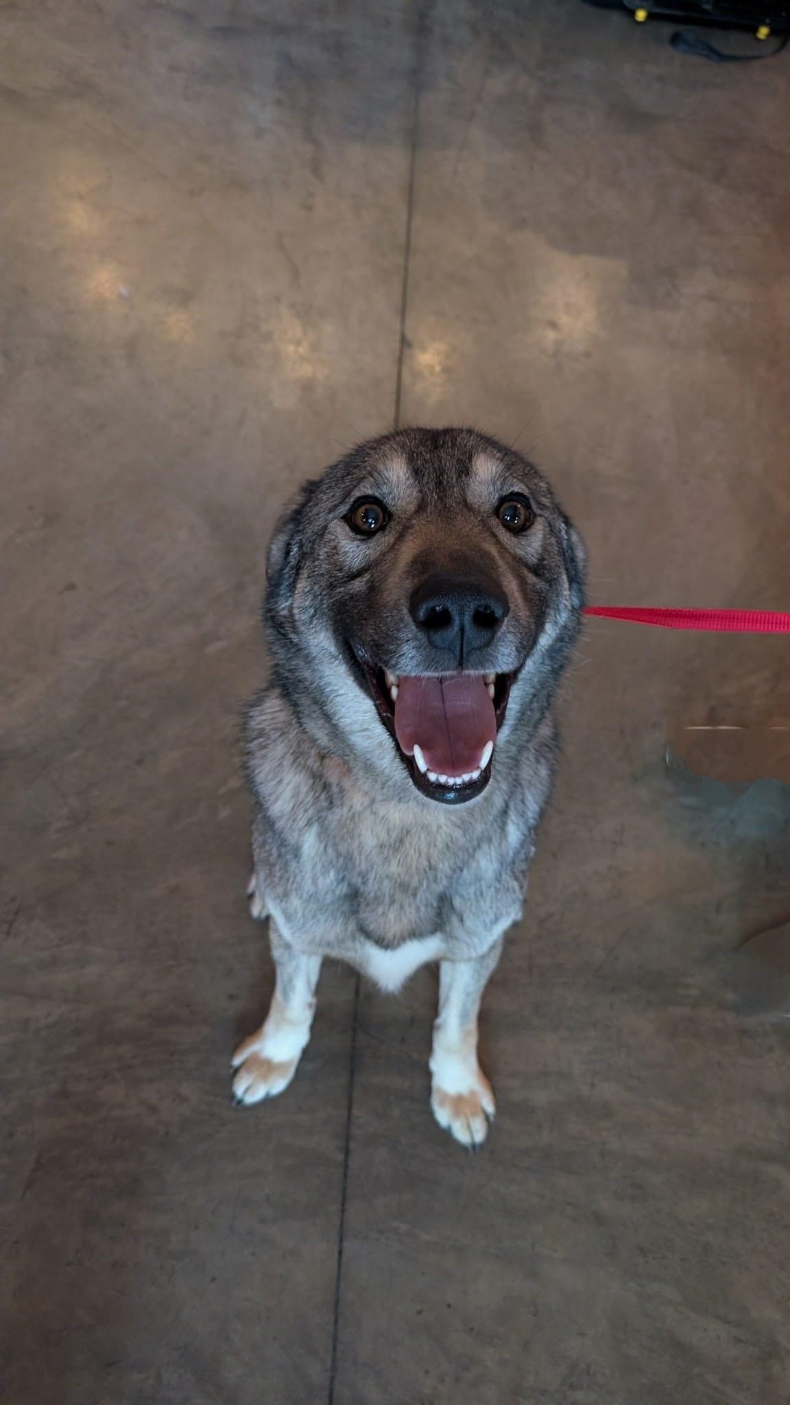 Bodhi, the Sweet Goofball