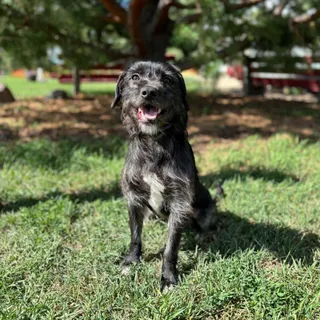 Derby--In Foster