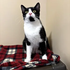 Atticus