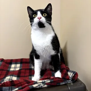 Atticus