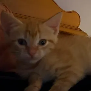 Ginger