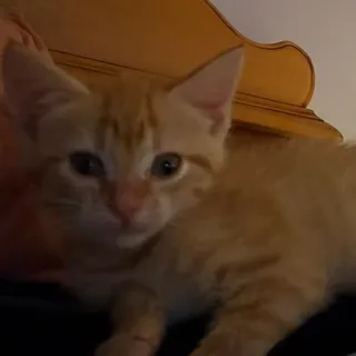 Ginger
