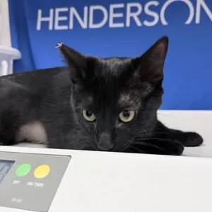HACC-Stray-35343