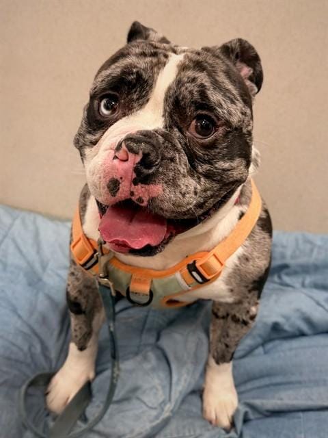 BRUTUS