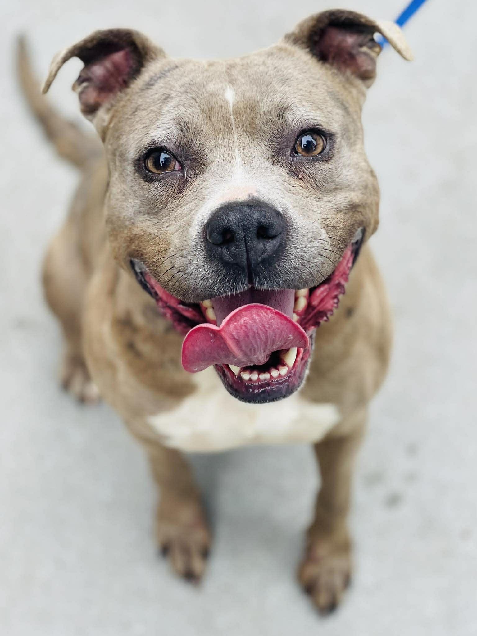 AC-4449 