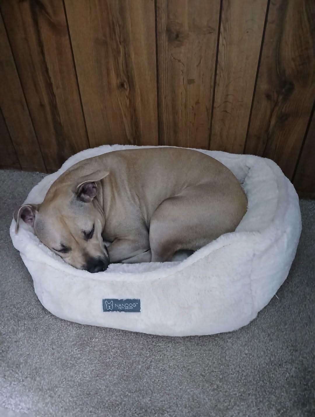 Stella