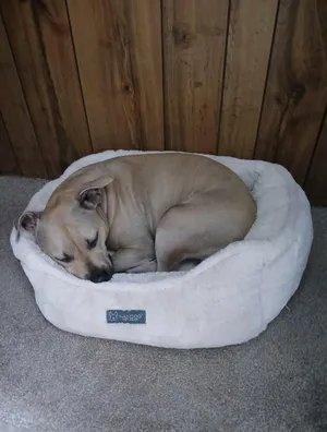 Stella