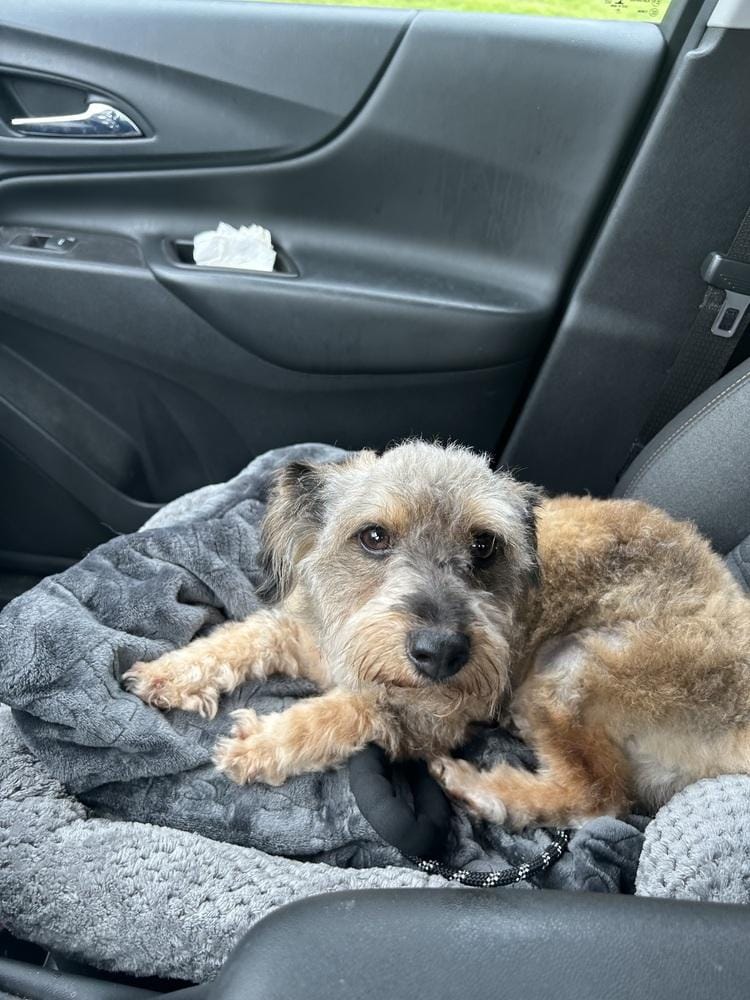 Benji
