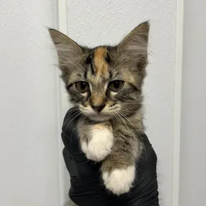 Lucille